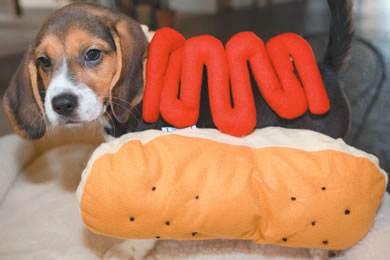 Hot Dog Costume $14.99 Costume and Beagle from The Pet Spot.