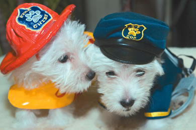 Fireman costume $14.99, police officer costume $14.99 Costumes and West Highland Terriers