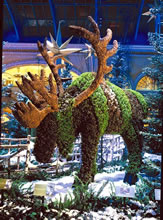 This moose at the Bellagio is made completely from living plants
