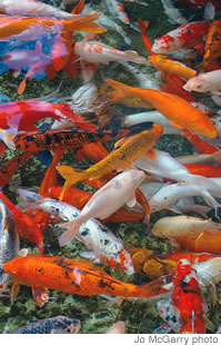 Colorful koi gather under the floating tea rooms at Pagoda just before feeding time