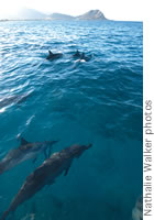 Spinner dolphins off the Waianae Coast