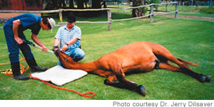 Dr. Jerry Dilsaver performs a dental procedure on a horse on the Big Island