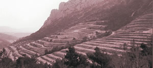 Domaine Les Pallieres in the southern Rhone Valley