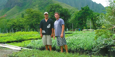 Rick Barboza (left) and Matt Schirman are surrounded by pohinahina and naupaka plants at their Kaneohe nursery, Hui Ku Maoli Ola, which recently was named Native Hawaiian Business of the Year. They plan to expand their cultivated acreage in Haiku Valley. Photo from Melissa Malahoff-Kamei.