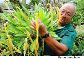 Longtime orchid grower Wilbur Chang has been growing this Dendrochilum Magnum for 40 years