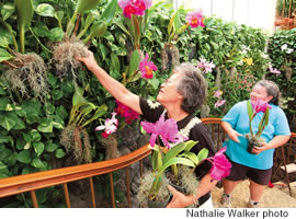 Williette Wong (left) and her niece Carol De Witt maintain the ‘orchid wall’ at the Kahala Mandarin Oriental Hotel with orchids Wong grows herself: ‘I just bring whatever’s blooming in my yard’