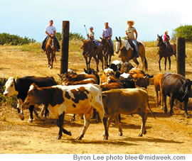 Driving cattle: Gunstock is a working cattle ranch