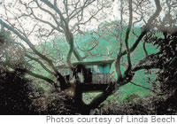 Linda Beech's Waipio Valley Treehouse is for sale