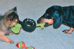 Candy and Pono in a tug of war