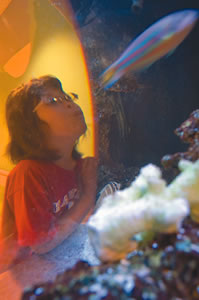 Kaela watches fish in the Kapiolani fish tank