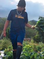 Leeward Community College student Cheryse Sana harvests some chard at MA‘O Organic Farms. Photo courtesy of the farm.
